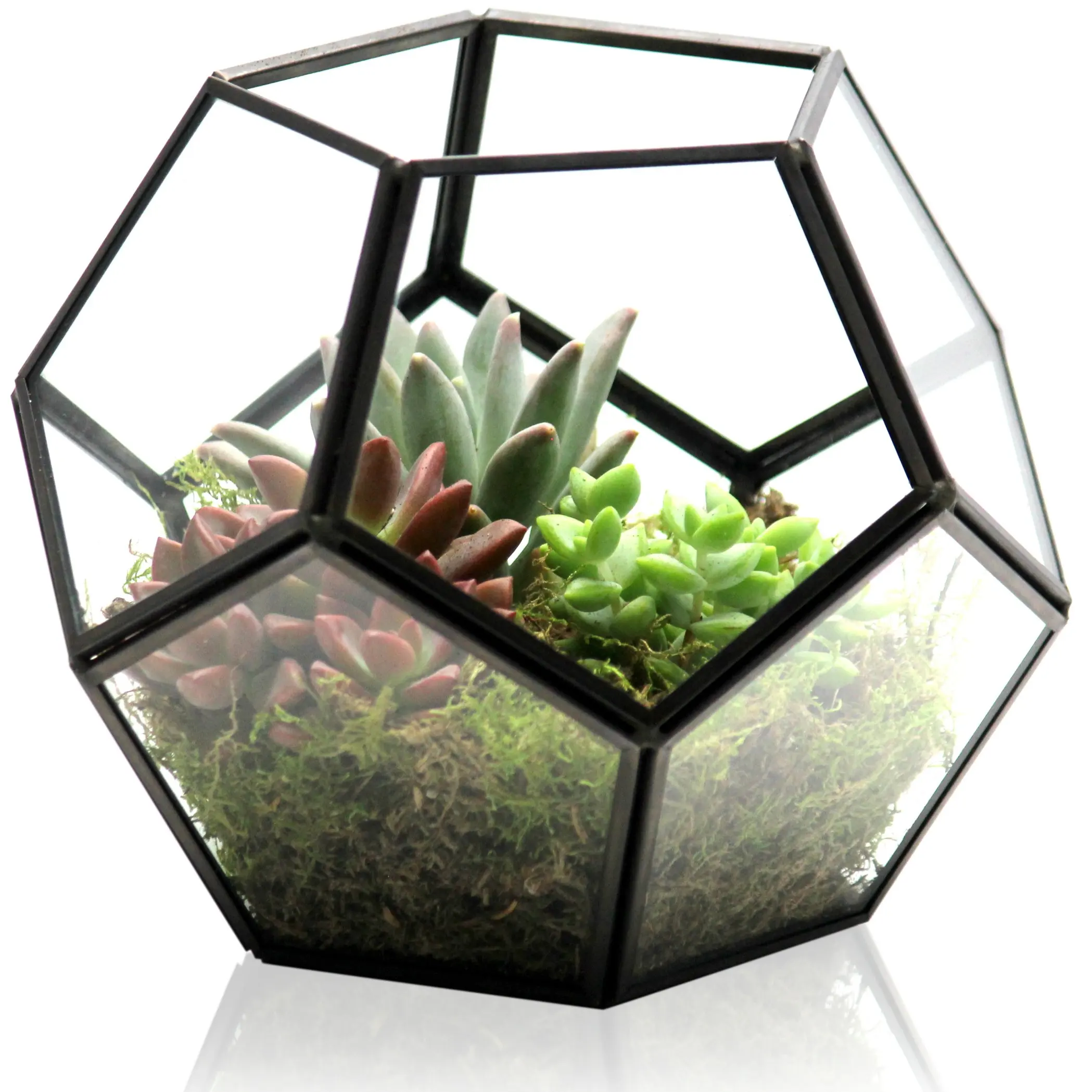 Cheap Diy Plant Terrarium, find Diy Plant Terrarium deals on line at