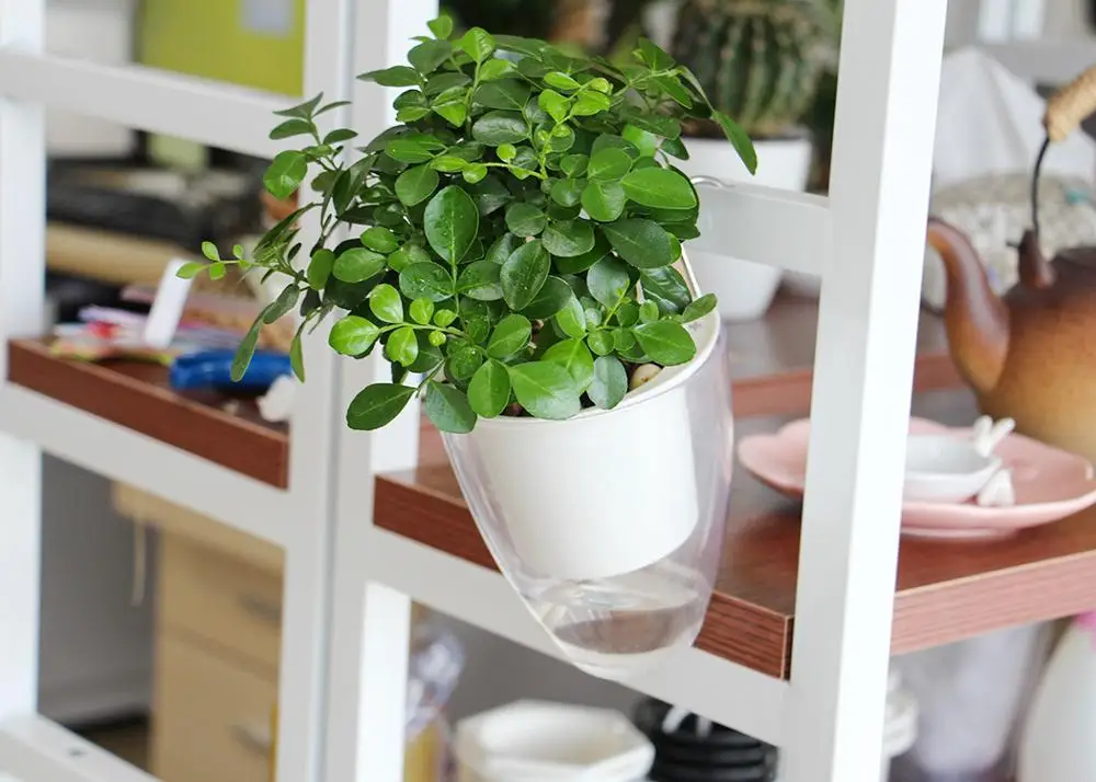 wall hanging flower pot