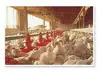 chicken feed corn gluten meal