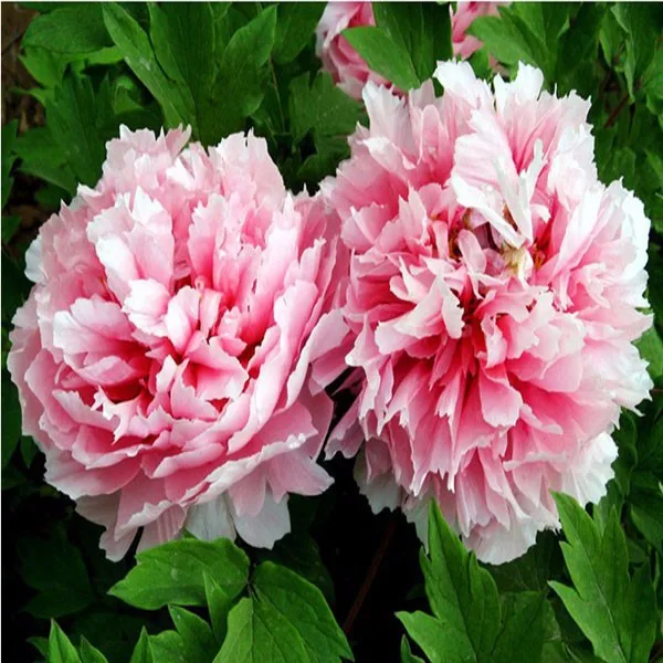 Mu Dan Zhong Zi Made In China With Quality Peony Seed - Buy Peony Seed ...