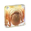 Hot Sale Octopus Mollusk Sea Animal Transparent Embedded Specimen Education Tool Biology Science Class