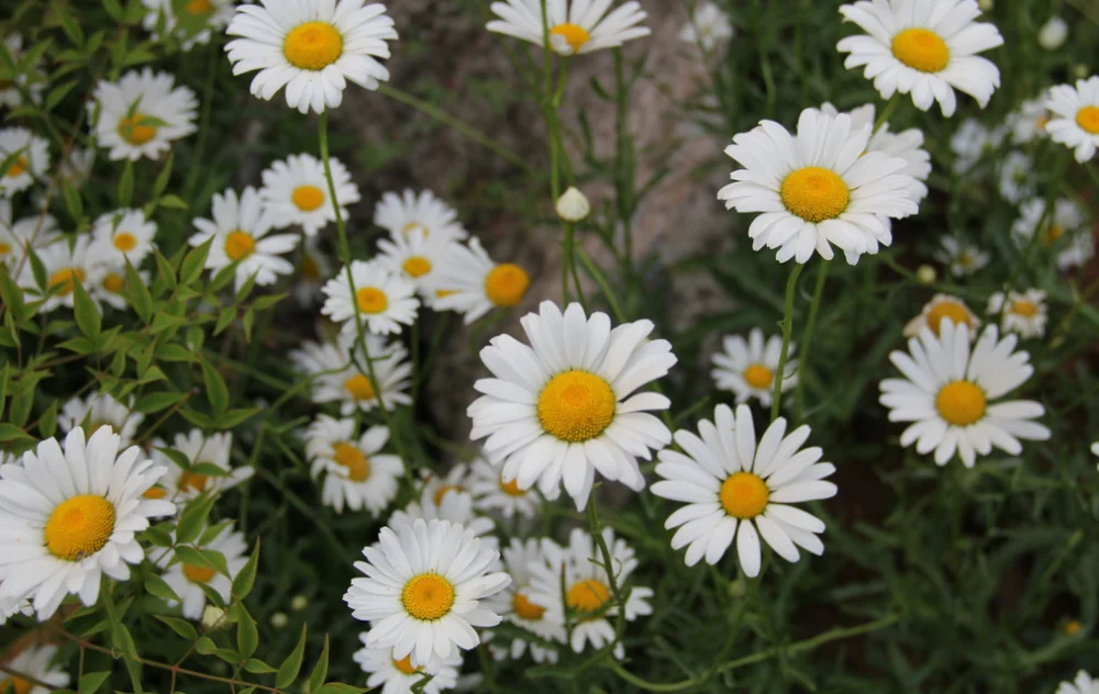 Pure And Natural Chrysanthemum Indicum L.extract Powder/chrysanthemi