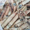 babi fresh squid as bait whole