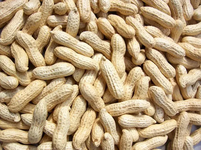 Good Price Good Quality Raw Peanut With Shell Raw Peanuts For Sale