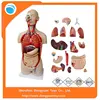 84CM Unisex Torso 29Parts Human Medical Anatomical Model