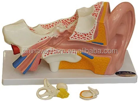 Human ear model human anatomy model Giant ear model