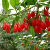 OEM Processing Customized Canned Qinghai Big Fruit Red Lycium Barbarum,ningxia red goji berries wolfberry