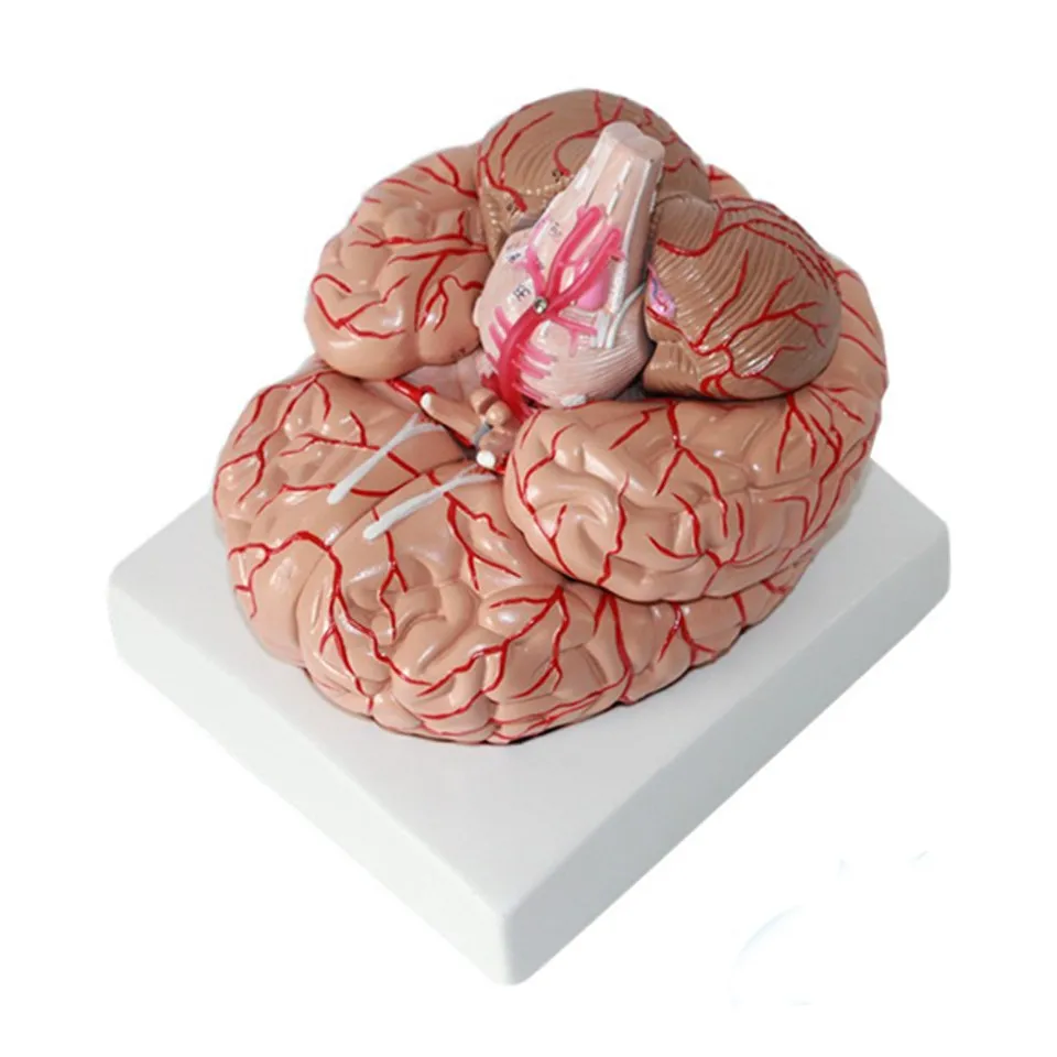 Life Size Human Anatomical Brain With Arteries 9 Parts Plastic Brain ...