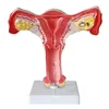 Anatomical female Uterus Ovary Medical Educational Model