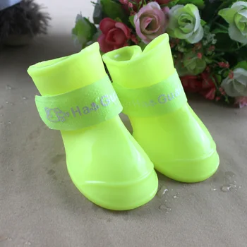 converse chien converse chien