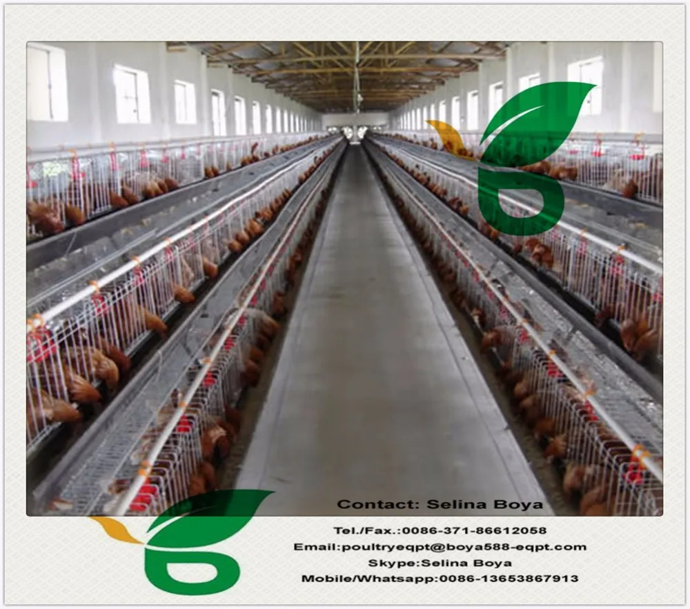 quail cages laying hens chicken cage automatic raising equipment for 