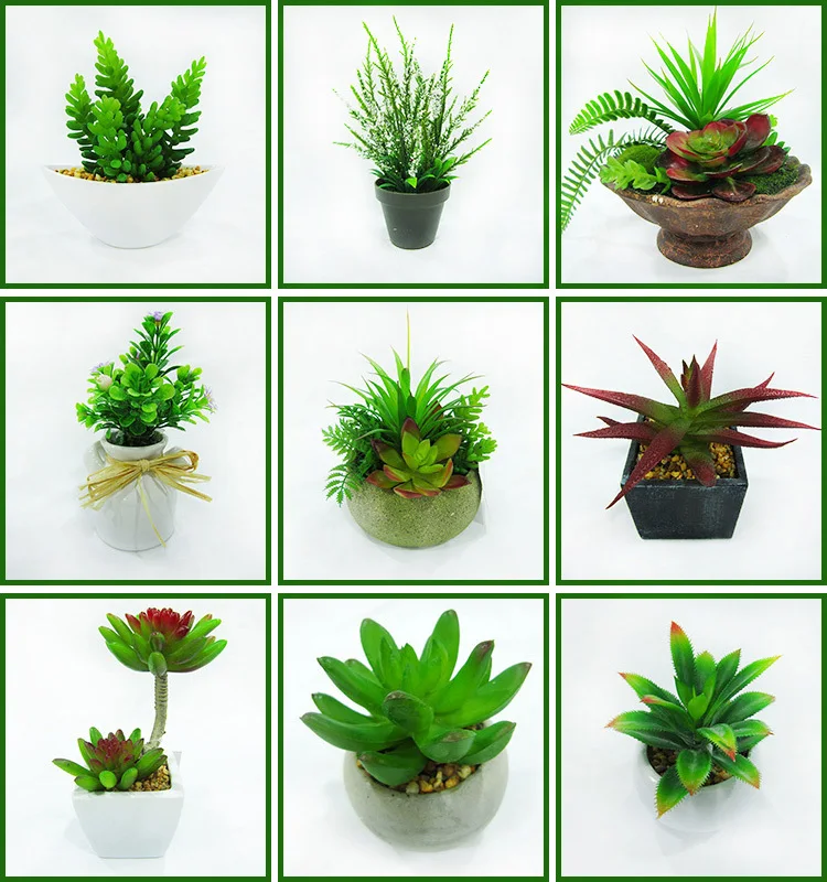 Wholesale Small  Indoor  Colored Succulent Cactus Plants  