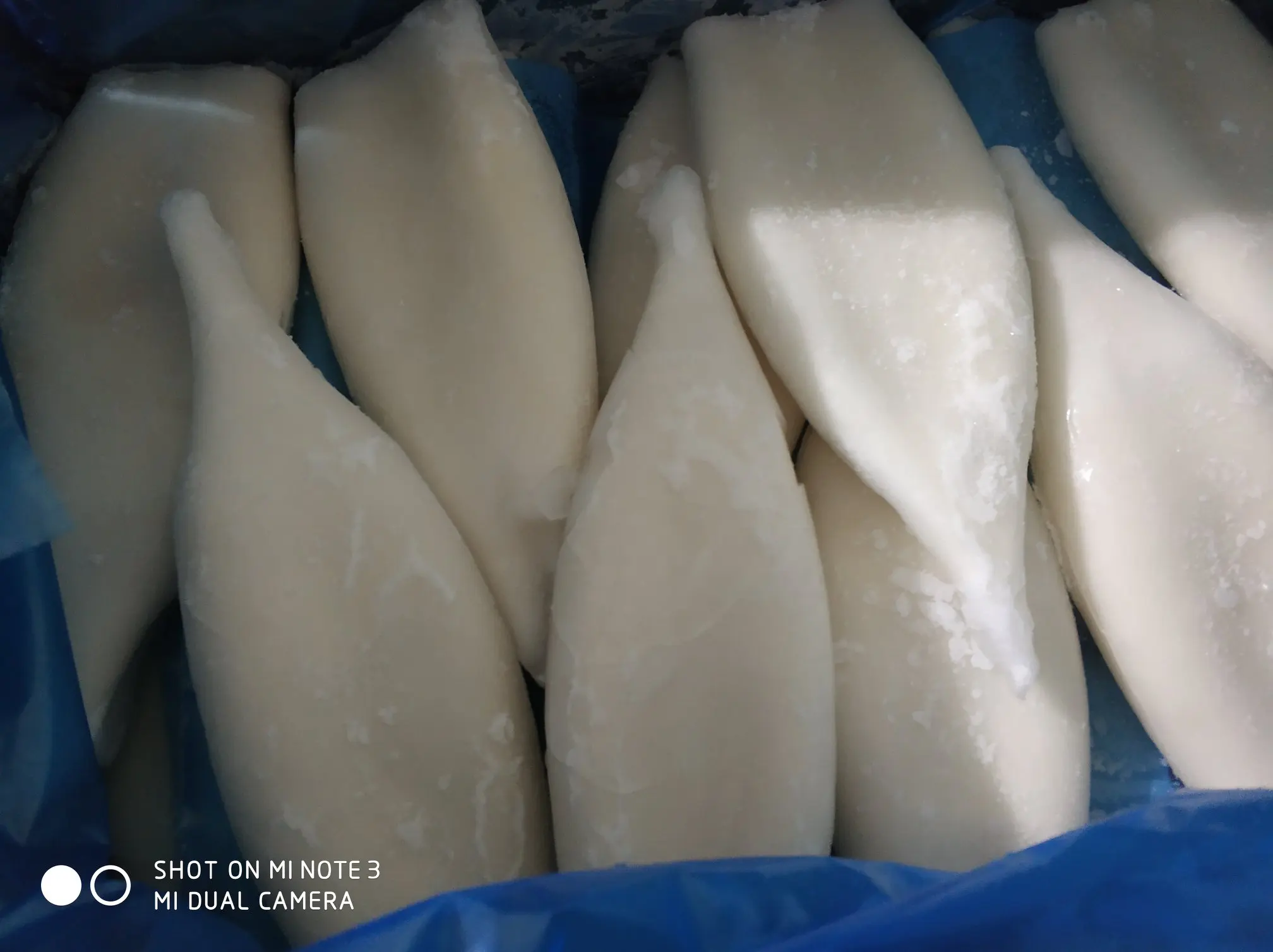 giant squid tube (3).jpg