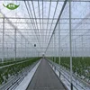 UNQ multi span commercial high verticality polycarbonate greenhouse for sale