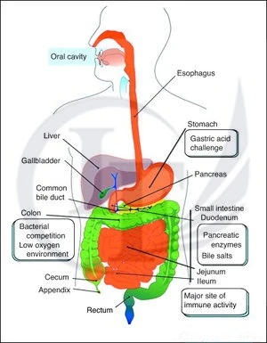 Function of saliva in the immune system