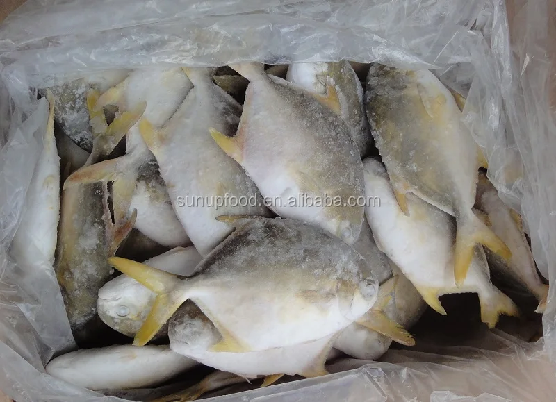 Frozen Golden Pomfret