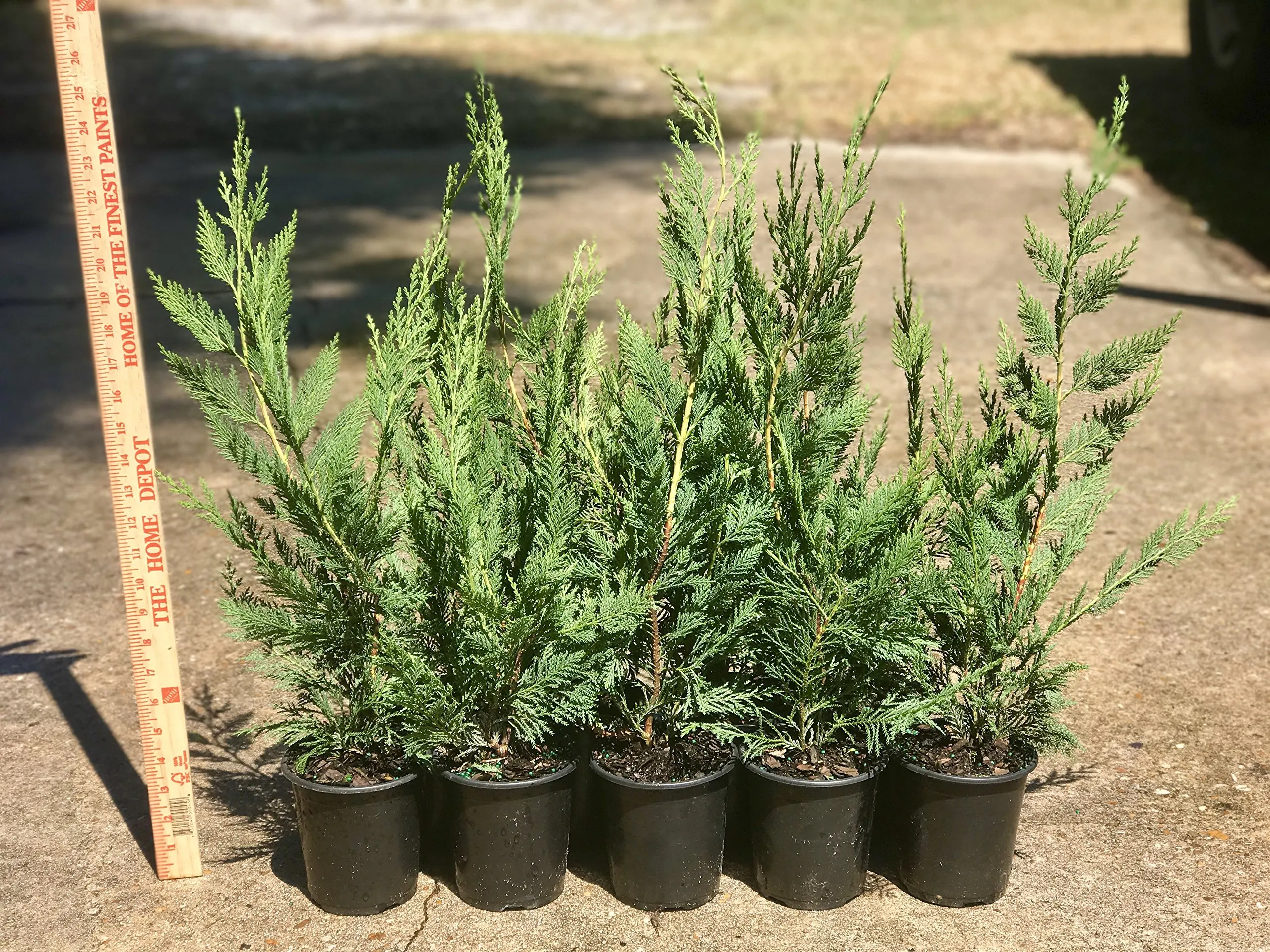 Leyland Cypress Trees Find Deals On Get Quotations Leyland Cypress 12 Quart Size Trees Live Evergreen Privacy Plants