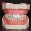 500 type Partial Model for prosthesis with hard gingivae and hard resin teeth