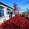 Neihuang dehydrated red hot pepper chillies factory