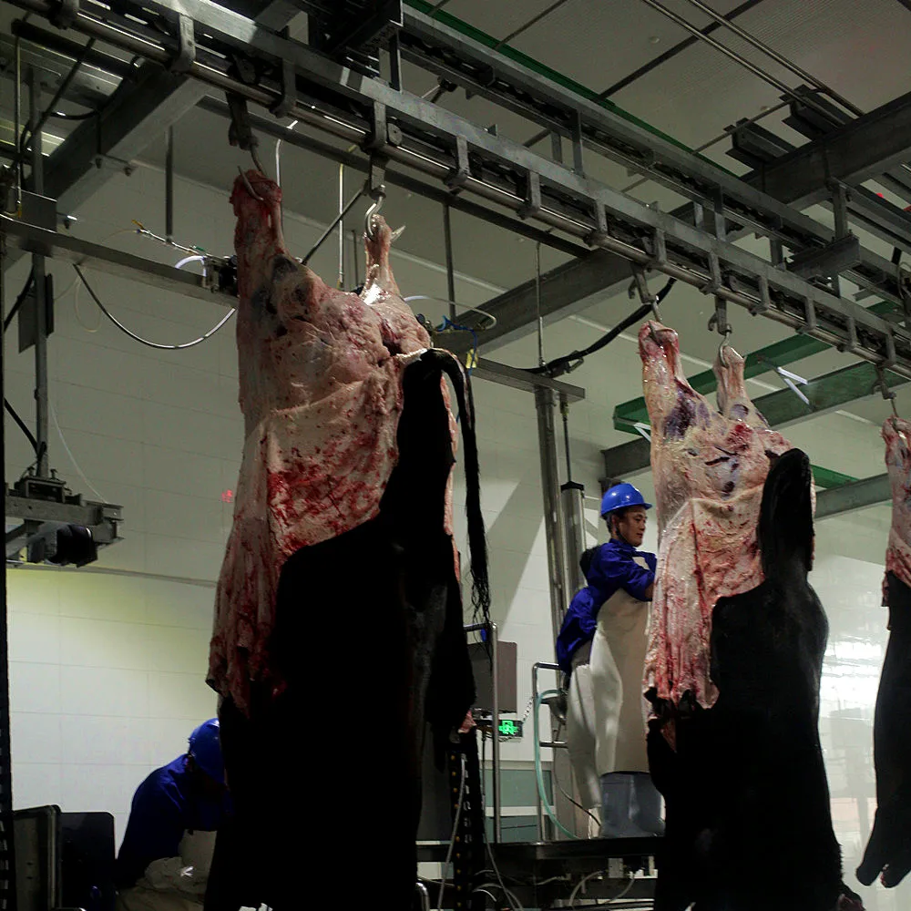 Kosher beef and sheep slaughterhouse meat slaughterhouse equipment