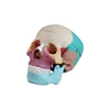 Children educational medical learning aids hospital skull model teaching equipment