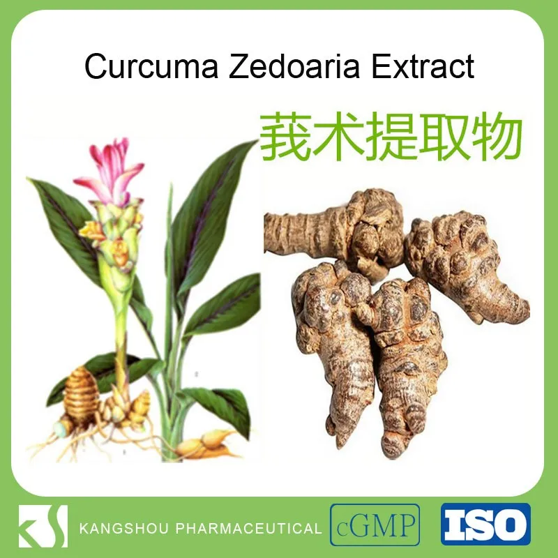 High Quality Rhizoma Curcumae Extract Curcuma Zedoaria Extract Powder Buy Curcuma Zedoaria