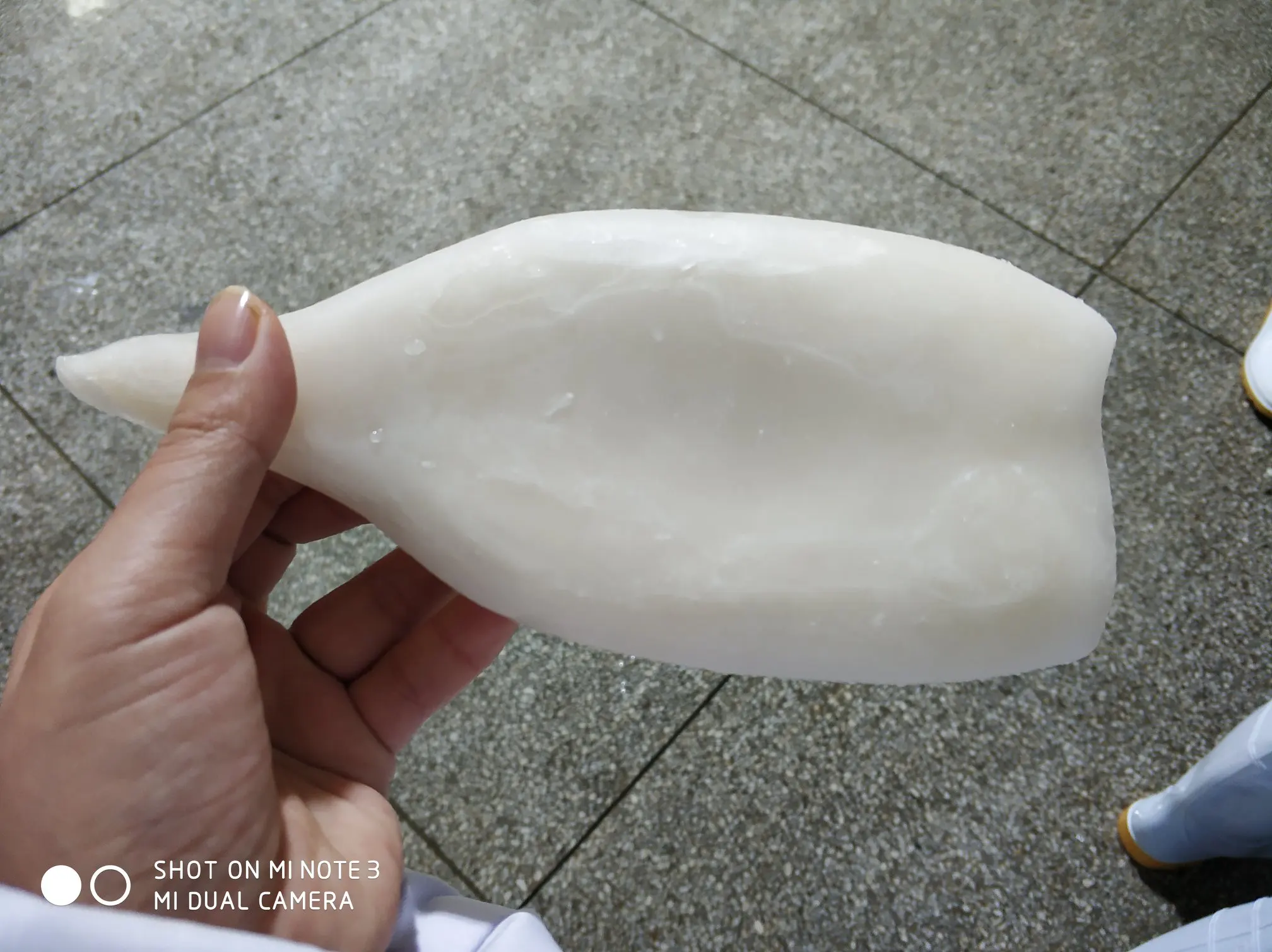 giant squid tube (1).jpg