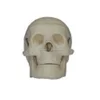 Miniature Plastic Skull Model