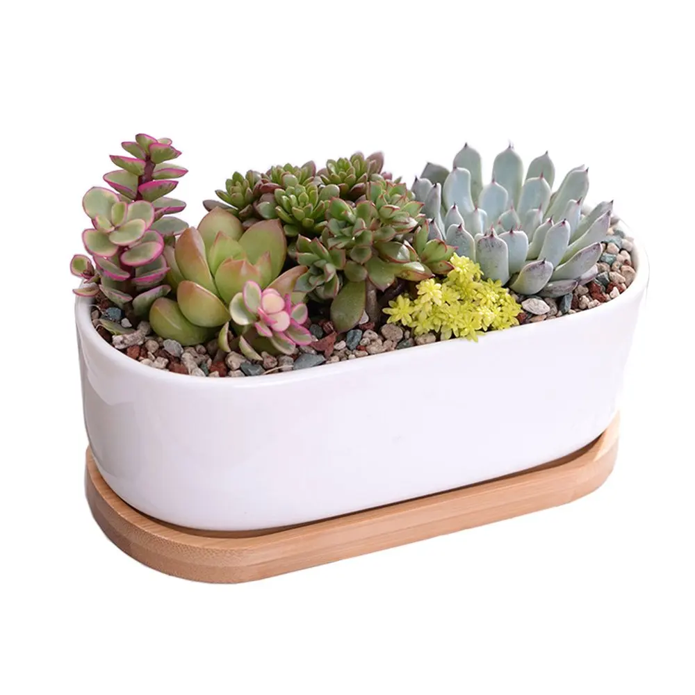 white ceramic plant tray