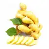 Fresh Young Ginger Original From Shandong China