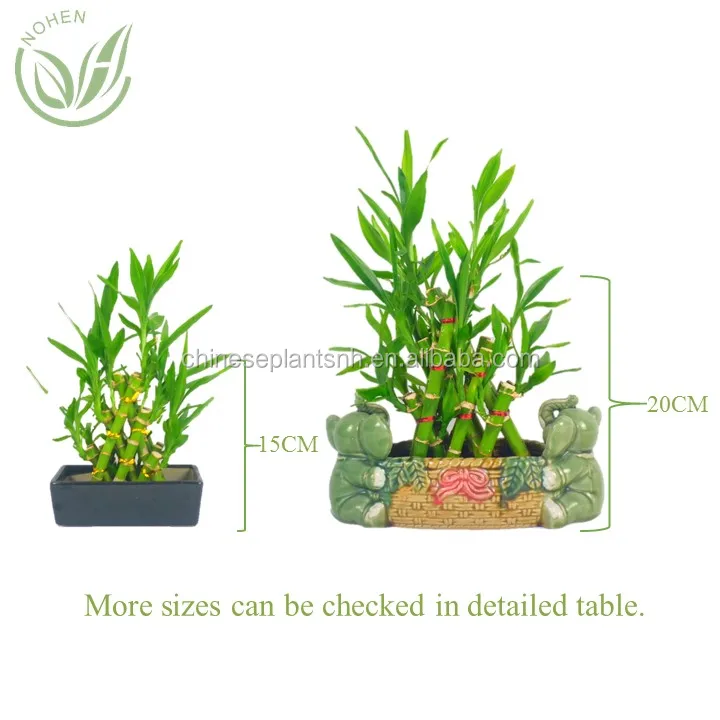 lucky bamboo pyramid.jpg