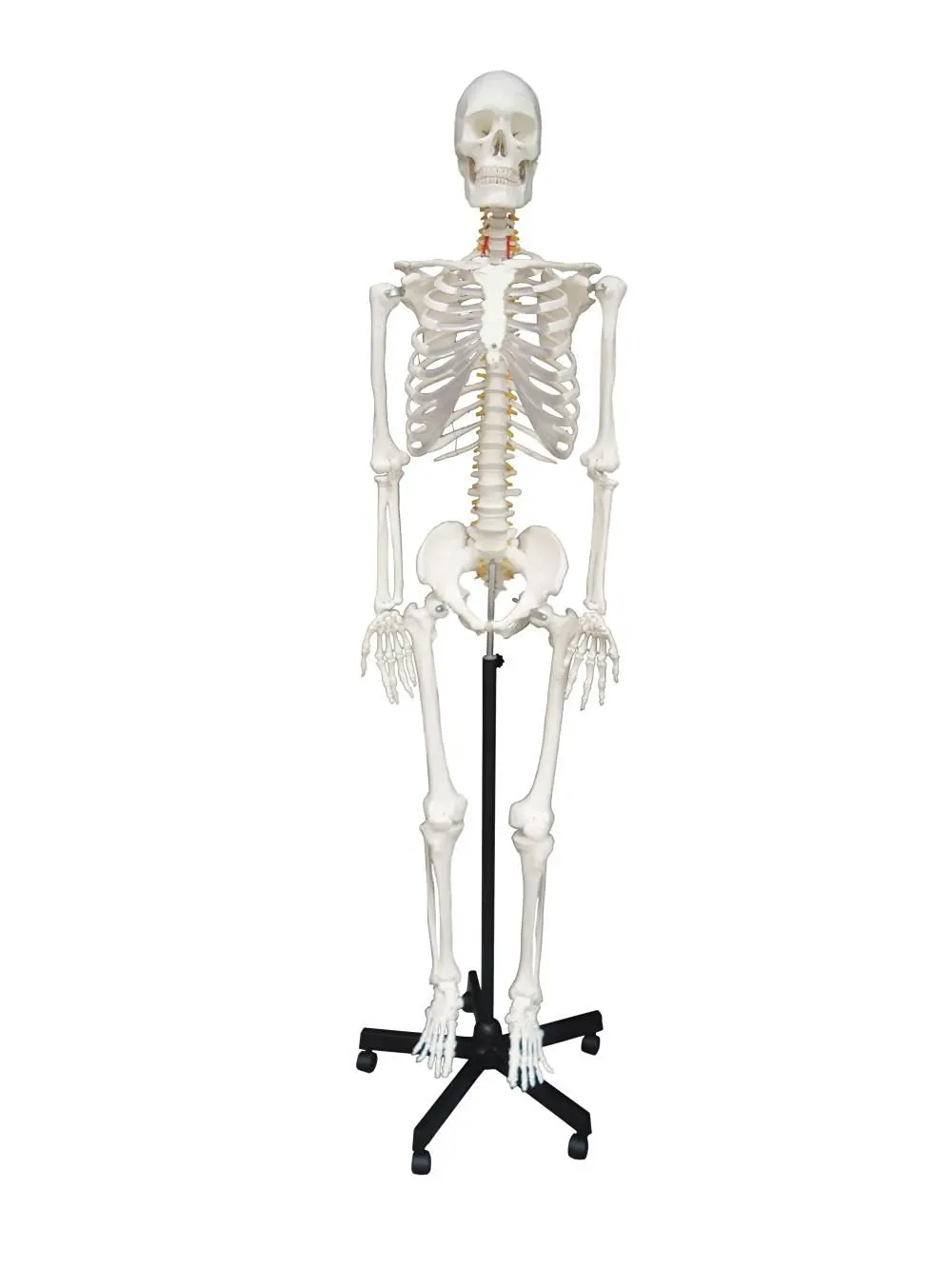 cheap-full-size-skeleton-model-find-full-size-skeleton-model-deals-on