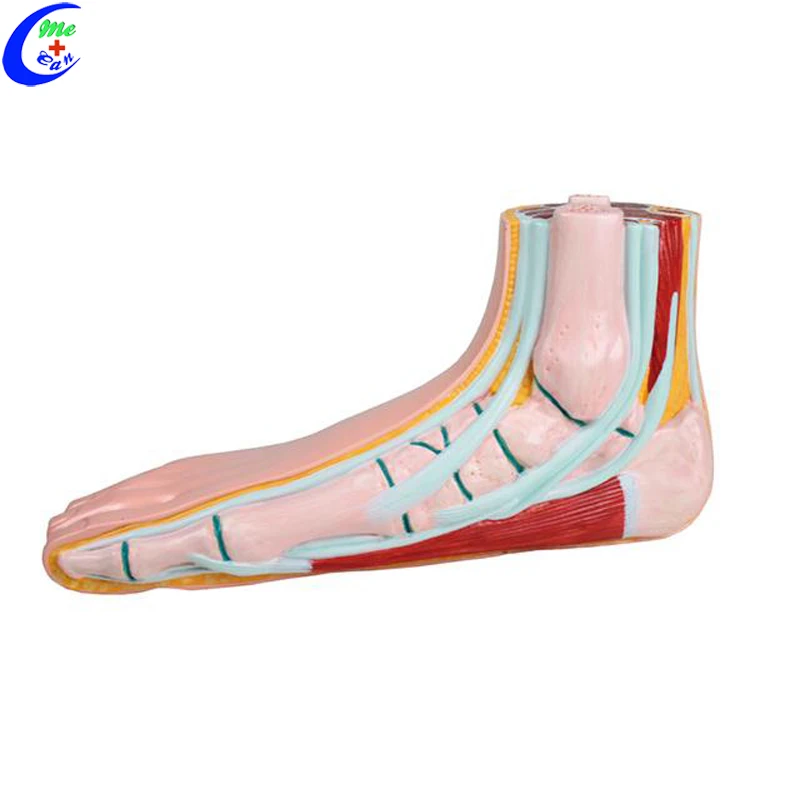 anatomical model muscle