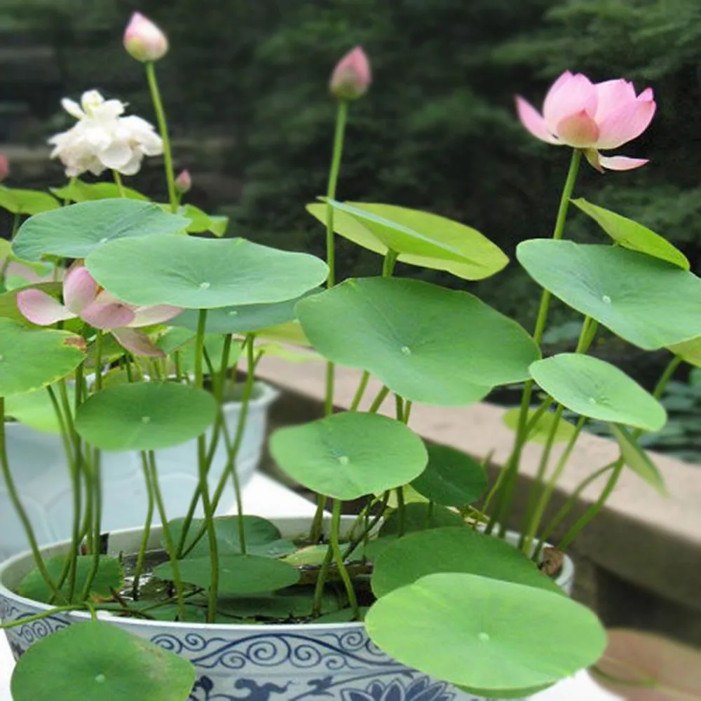New Lotus Flower Seeds And Water Lily Seeds For Planting