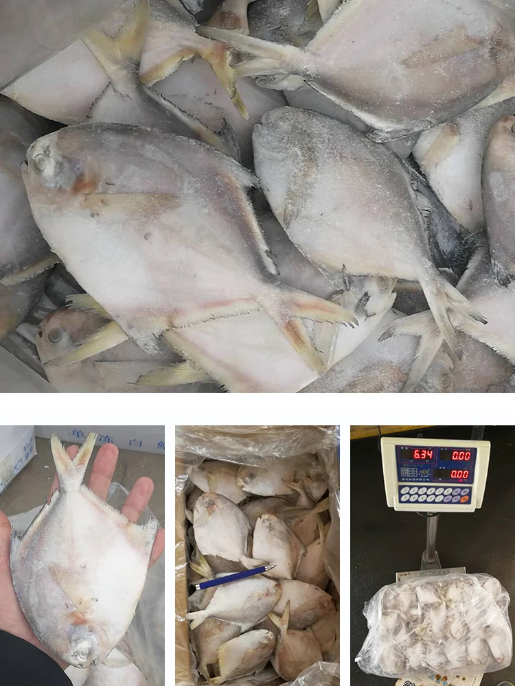 Ikan Pomfret Silver Frozen Putih Laut Buy Pomfret Pomfret Fish Frozen Pomfret Fish Product On Alibaba Com