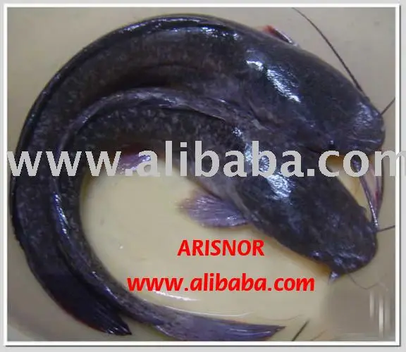 Ikan Keli Photo Images Pictures On Alibaba