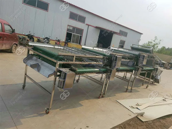 Gelgoog Dates Classifier Jujube Grading Machine - Efficient Date Palm ...