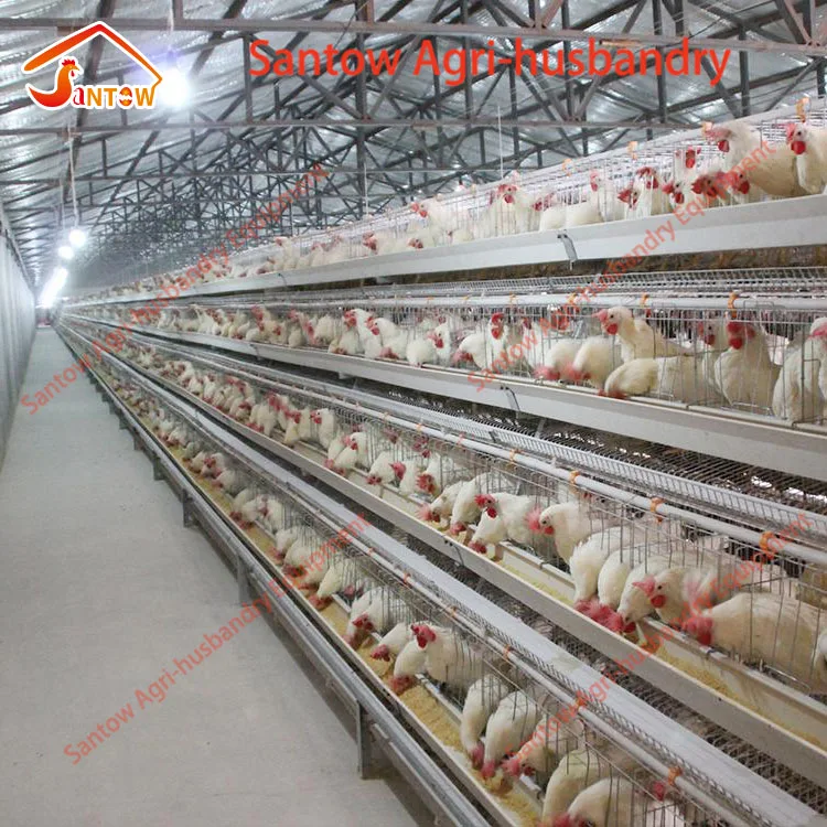 Automatic chicken cages hot galvanized poultry cage cheap price egg layers cage design for farm design
