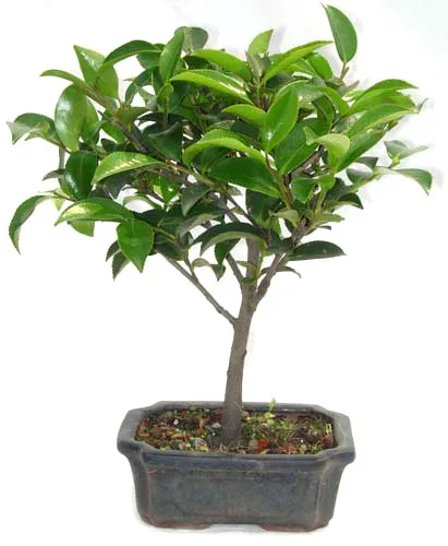 
15cm 20cm 30cm Living Bonsai Podocarpus Acer Ginkgo Ilex 