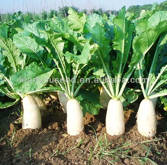 R02 Maer mid-early maturity white radish seeds, vegetable seeds, white radish seeds, chinese radish seeds, different types of seeds, vegetable seeds, lead you seed.jpg