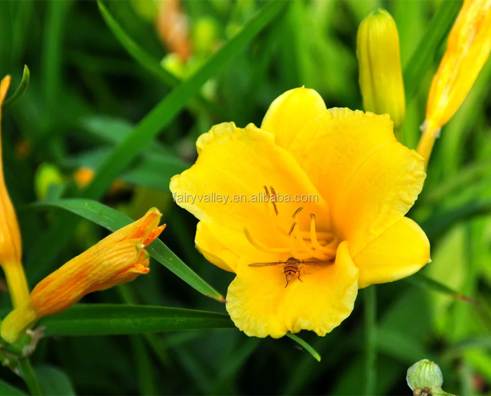 発芽率の高いhemerocallis Citrina Baroni種子 成長のためのユリ種子 Buy Hemerocallis Citrina Baroni種子 ニッコウキスゲの種子 Hemerocallis Citrina Product On Alibaba Com