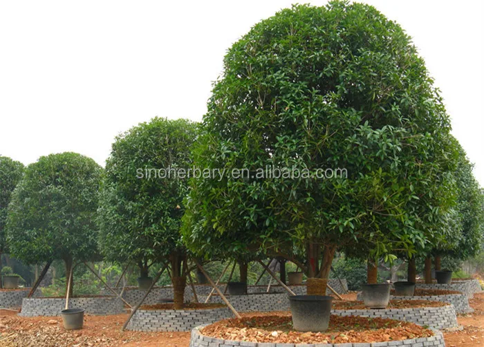 Fast Growing Sweet Bay Seeds,Sweet Bay Tree Seeds For Sale Buy Sweet Bay Seeds,Sweet Bay Tree