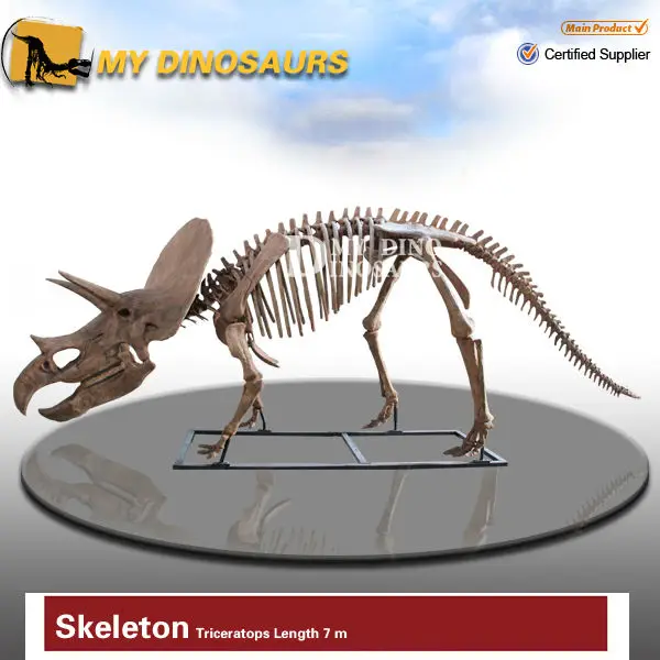 buy dinosaur skeleton