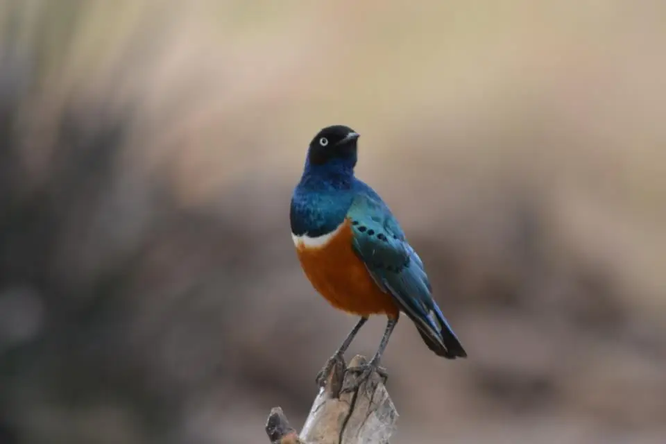9 Hari Mara Naivasha Nakuru Bogoria Safaris Buy Kenya Burung