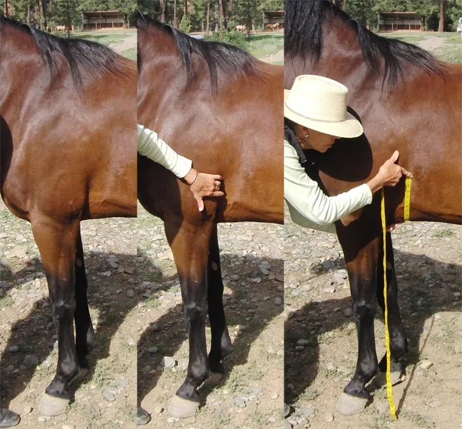 how-to-estimate-your-horse-s-weight-your-horse-farm