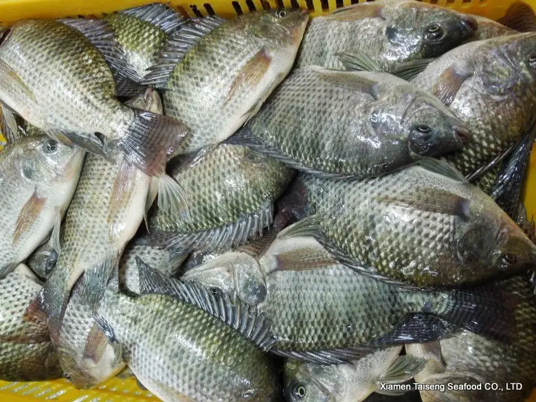 Good Quality Tilapia With Cheap Price Buy Tilapia,Black Tilapia