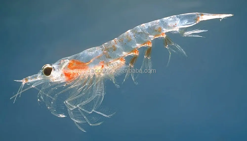 Krill.jpg