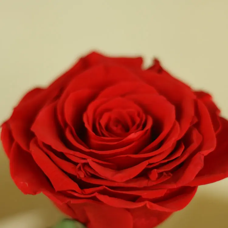 High Quality Preserved Roses Freeze Dried Wholesale 23cm Eternal Buy