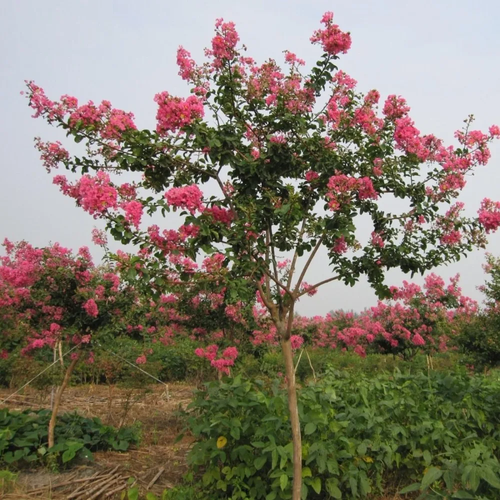 s423 紫微花優質花卉林木種子常見 crapemyrtle 鮮花種子