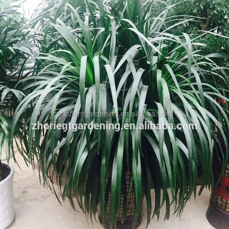 Subtropical Natural Plant Dracaena Draco Bonsai Subtropical Natural Plant Dracaena Draco Bonsai Angustifolia For Indoor Decoration Decorative Plants Ornamental Foliage